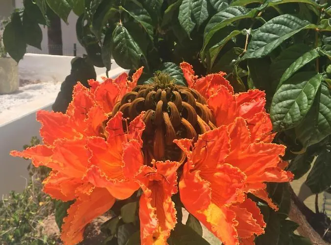 Semesterbostad Brisas Complex, 104 Playa Blanca (Lanzarote)