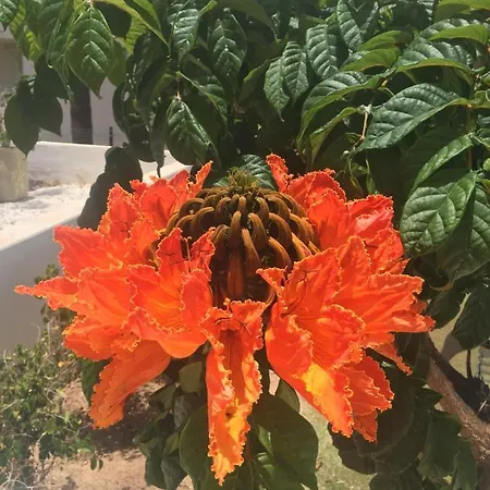 Hébergement de vacances Brisas Complex, 104 Playa Blanca (Lanzarote)