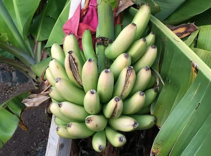 Σπίτι διακοπών Brisas Complex, 104 Πλάγια Μπλάνκα