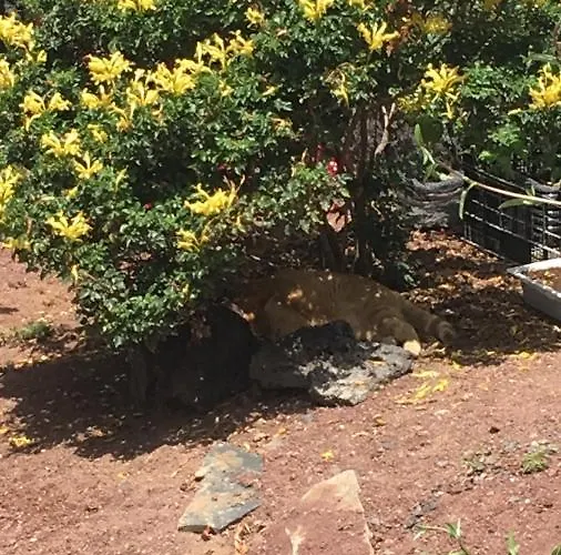 Brisas Complex, 104 Dom wakacyjny Playa Blanca (Lanzarote)