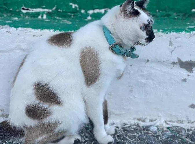 Casa vacanze Brisas Complex, 104 Playa Blanca (Lanzarote)